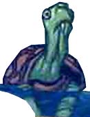 unnamed pet turtle
