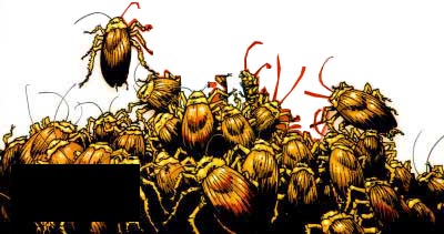 the cockroaches