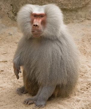 baboons