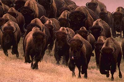 bison