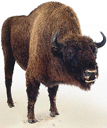 bison