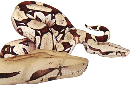 boa constrictors