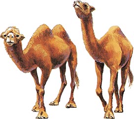 camels