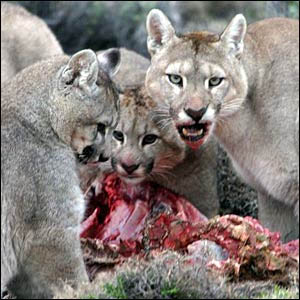 a puma is in which family