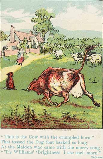 the cow with the crumpled horn