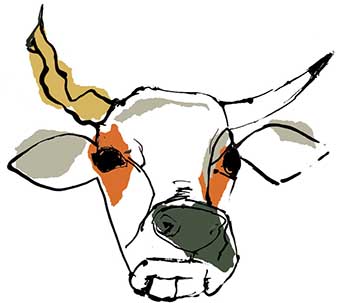 the cow with the crumpled horn