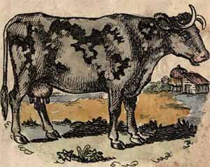 the cow with the crumpled horn