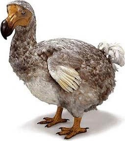 dodos