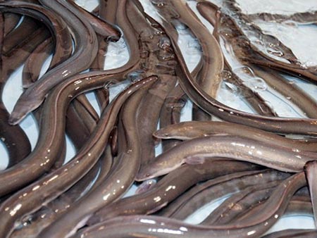 eels