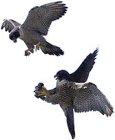 falcons