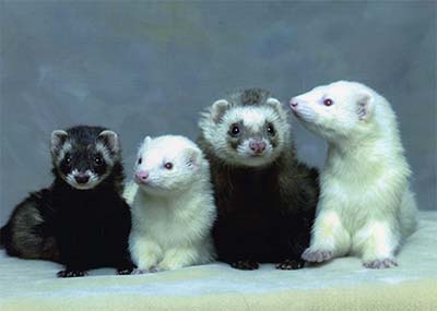 ferrets