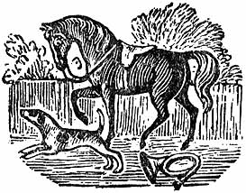 the horse