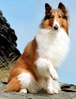 Lassie