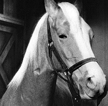 Mister Ed