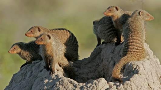 mongooses