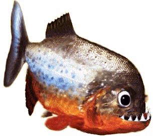 piranha