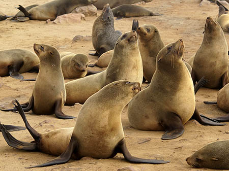 seals