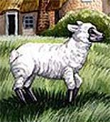 the sheep in the meadow