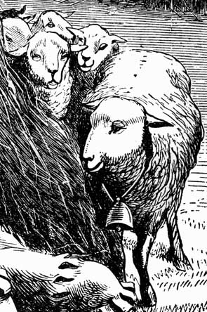 the sheep in the meadow