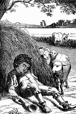 the sheep in the meadow