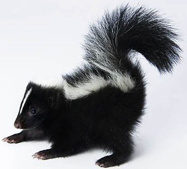 skunks