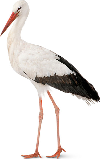 storks