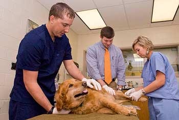 veterinary technicians