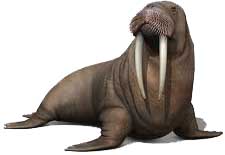 walruses