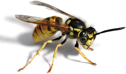 wasps