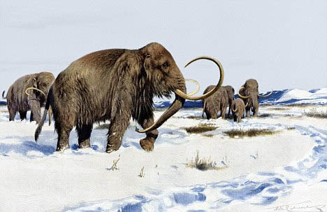 woolly mammoths