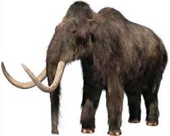 woolly mammoths