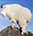 mountain goats