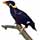 mynah birds