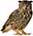 owls